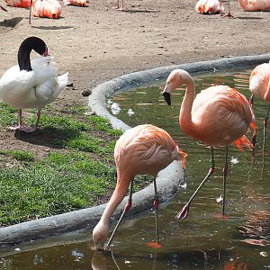 Black-necked swan (Cygnus melancoryphus) and Chilean flamingos (Phoenicopterus chilensis) 2022-05-28
