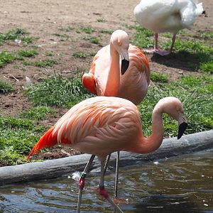 Chilean flamingos (Phoenicopterus chilensis) 2022-05-28