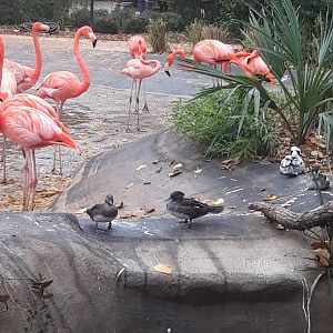 More flamingos and ducks
