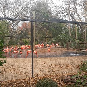 Flamingo viewing from picnic area