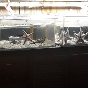 Sea stars and polka-dot batfish