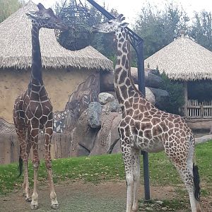 Giraffe feeding time