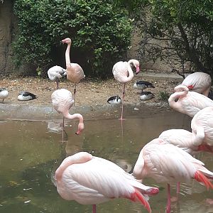 Greater flamingo pond