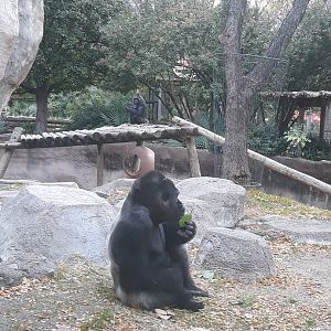 Western lowland gorillas