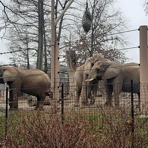 African Elephants Mopani Range