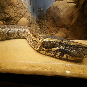 African Rock Python