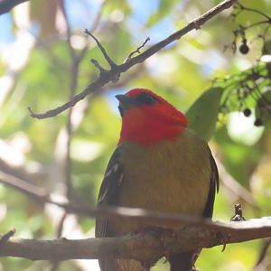 male mauritus fody Ile aux Aigrettes.  20220