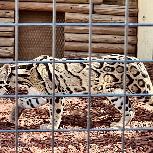 Clouded Leopard