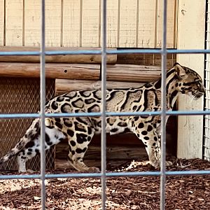 Clouded Leopard