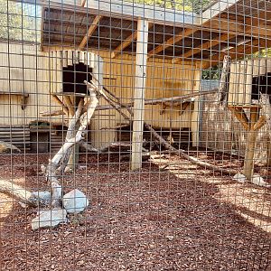 Clouded Leopard Exhibit