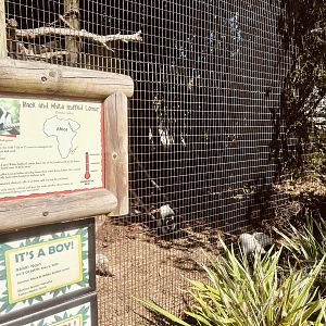 Black and White Ruffed Lemur Exhibit