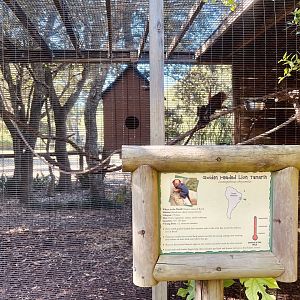 Golden-Headed Lion Tamarin Exhibit