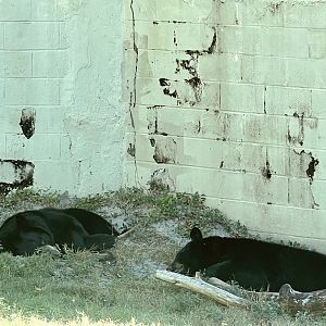 American Black Bears