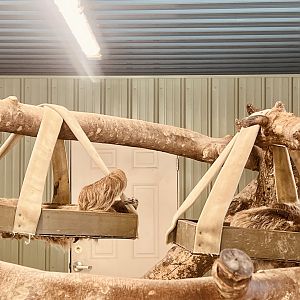 Sloth Exhibit