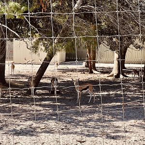 Thomson’s Gazelle’s