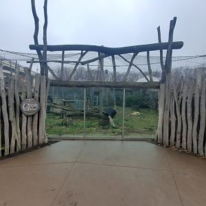 Tiger Passage Viewing 1