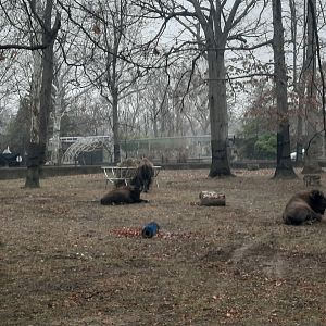 Buffalo Exhibit
