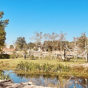 Lowland Gorilla Habitat