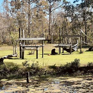 Lowland Gorilla family