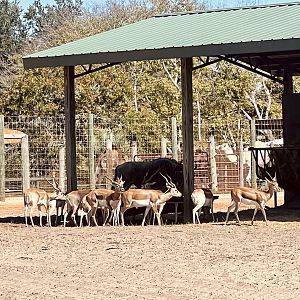 Blackbuck
