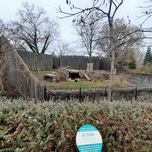 African Lion Exhibit