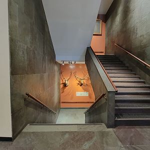 MOS Boston - Deer mounts in green wing stairwell