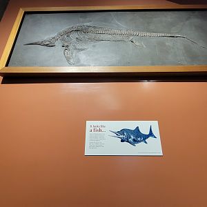 MOS Boston - Fish dinosaur thing in green wing stairwell