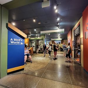 MOS Boston - A Bird's World, lower level