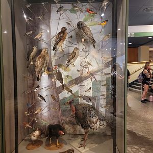 MOS Boston - A Bird's World, Broadleaf Forests