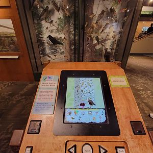 MOS Boston - A Bird's World, computer to look up/hear species