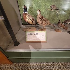 MOS Boston - A Bird's World, "Real birds don't wear nametags"