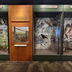 MOS Boston - A Bird's World, American Kestrel, Evergreen Forests