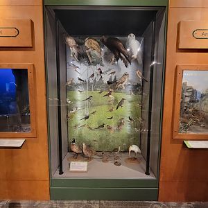 MOS Boston - A Bird's World, Fields and Open Areas