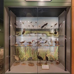 MOS Boston - A Bird's World, Freshwater Wetlands