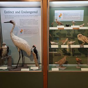 MOS Boston - A Bird's World, Extinct and Endangered