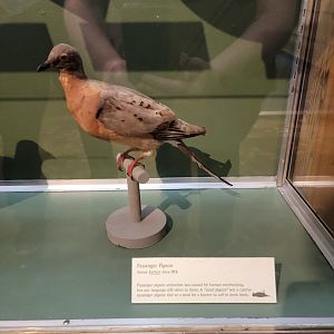 MOS Boston - A Bird's World, Extinct and Endangered, Passenger Pigeon