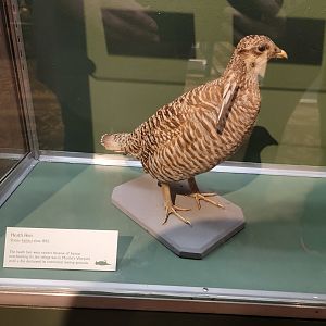 MOS Boston - A Bird's World, Extinct and Endangered, Heath Hen