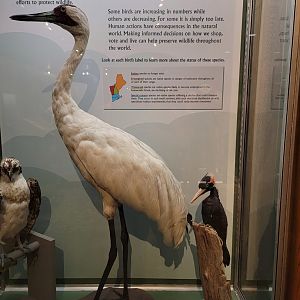 MOS Boston - A Bird's World, Extinct and Endangered, Whooping Crane and Ivory-billed Woodpecker