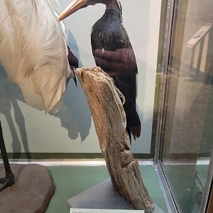 MOS Boston - A Bird's World, Extinct and Endangered, Ivory-billed Woodpecker