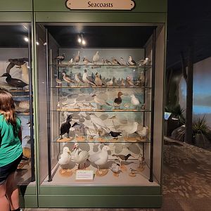 MOS Boston - A Bird's World, Seacoasts