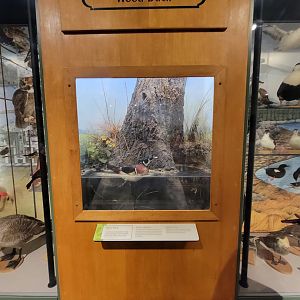 MOS Boston - A Bird's World, Wood Duck