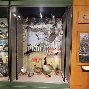 MOS Boston - A Bird's World, Cities and Suburbs