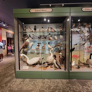 MOS Boston - A Bird's World, Inland Water