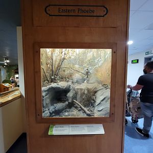 MOS Boston - Science Live! Stage area, Eastern Phoebe
