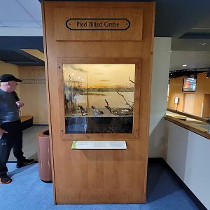 MOS Boston - Science Live! Stage area, Pied Billed Grebe