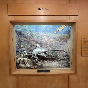 MOS Boston - Science Live! Stage area, Red Fox