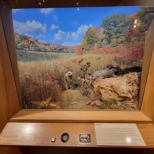 MOS Boston - Natural Mysteries, Woodchuck / Groundhog