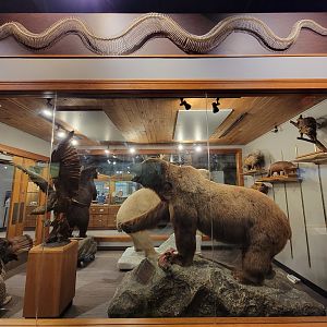 MOS Boston - Natural Mysteries