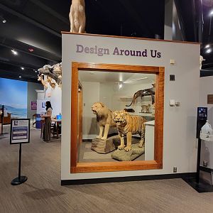 MOS Boston - Natural Mysteries, Design Around Us