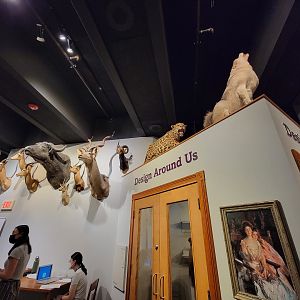 MOS Boston - Natural Mysteries